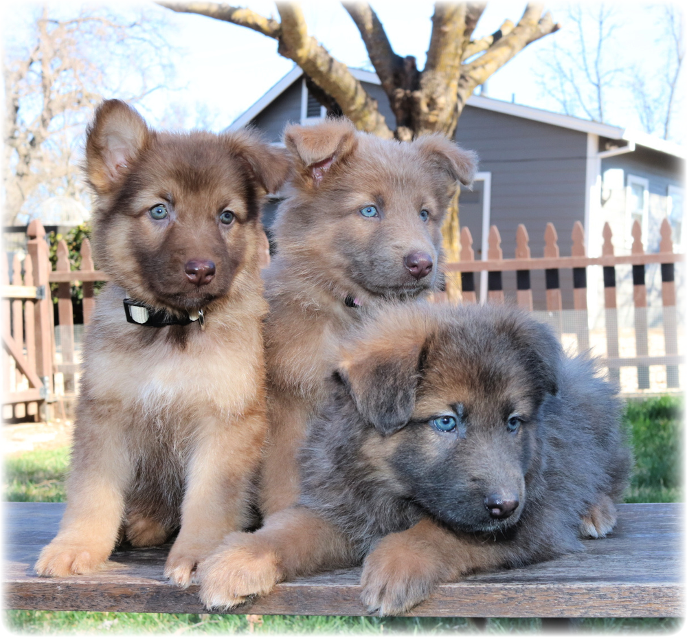 Sprague's German Shepherds | South Carolina East Coast German Shepherd Dog Breeder Sprague's German Shepherds | South Carolina East Coast German Shepherd Dog Breeder