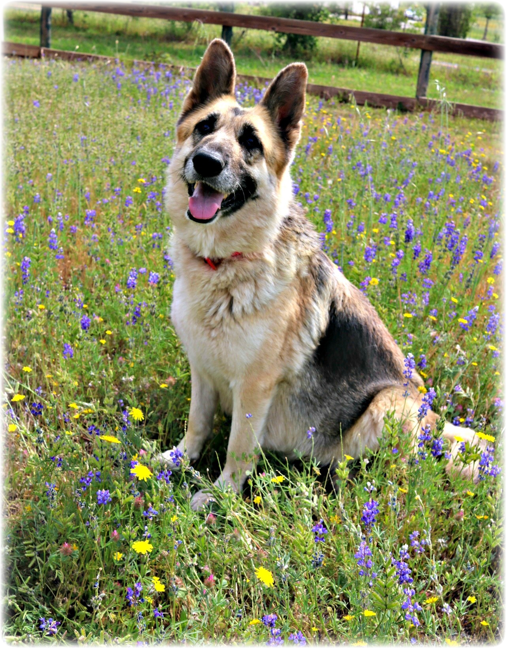 Sprague's German Shepherds | South Carolina East Coast German Shepherd Dog Breeder Sprague'S German Shepherds | South Carolina East Coast German Shepherd Dog Breeder