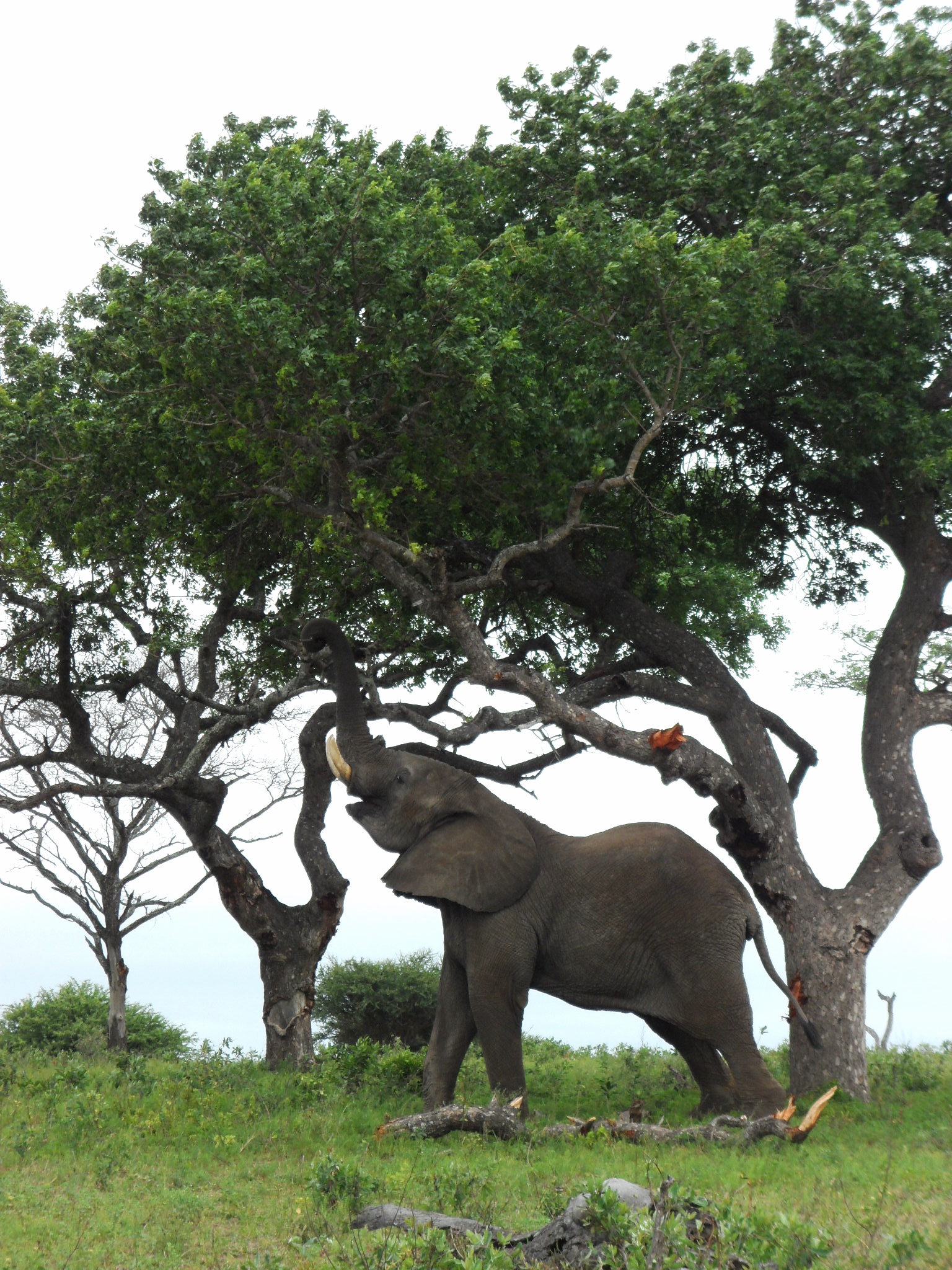 Safari_Elephant 3.jpg