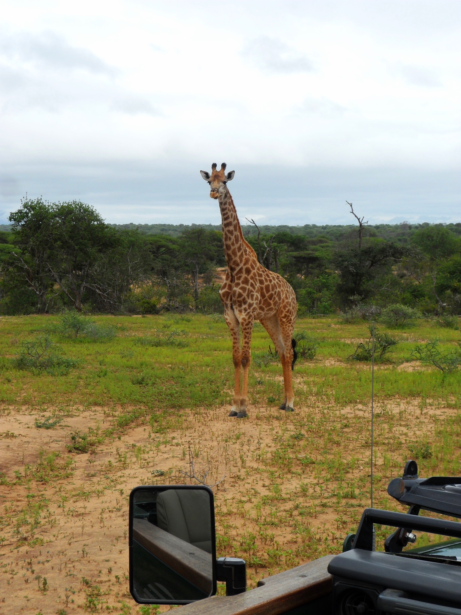 Safari_Giraffe 2.jpg