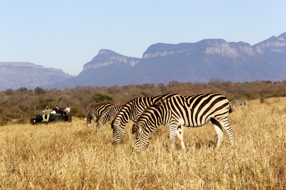 Safari_Zebra.jpg