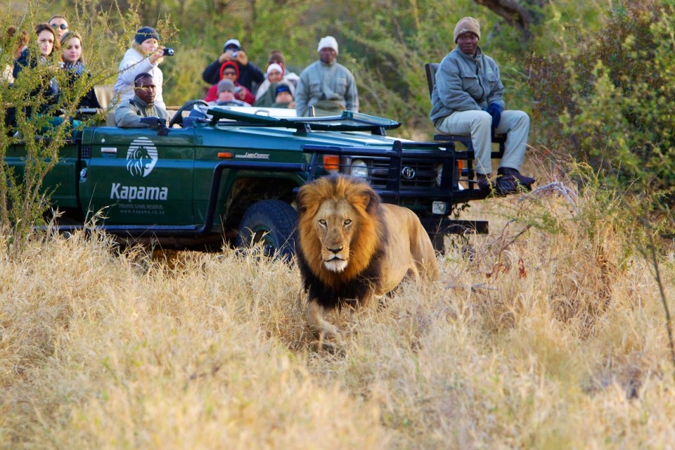 Safari_Lion 3.jpg