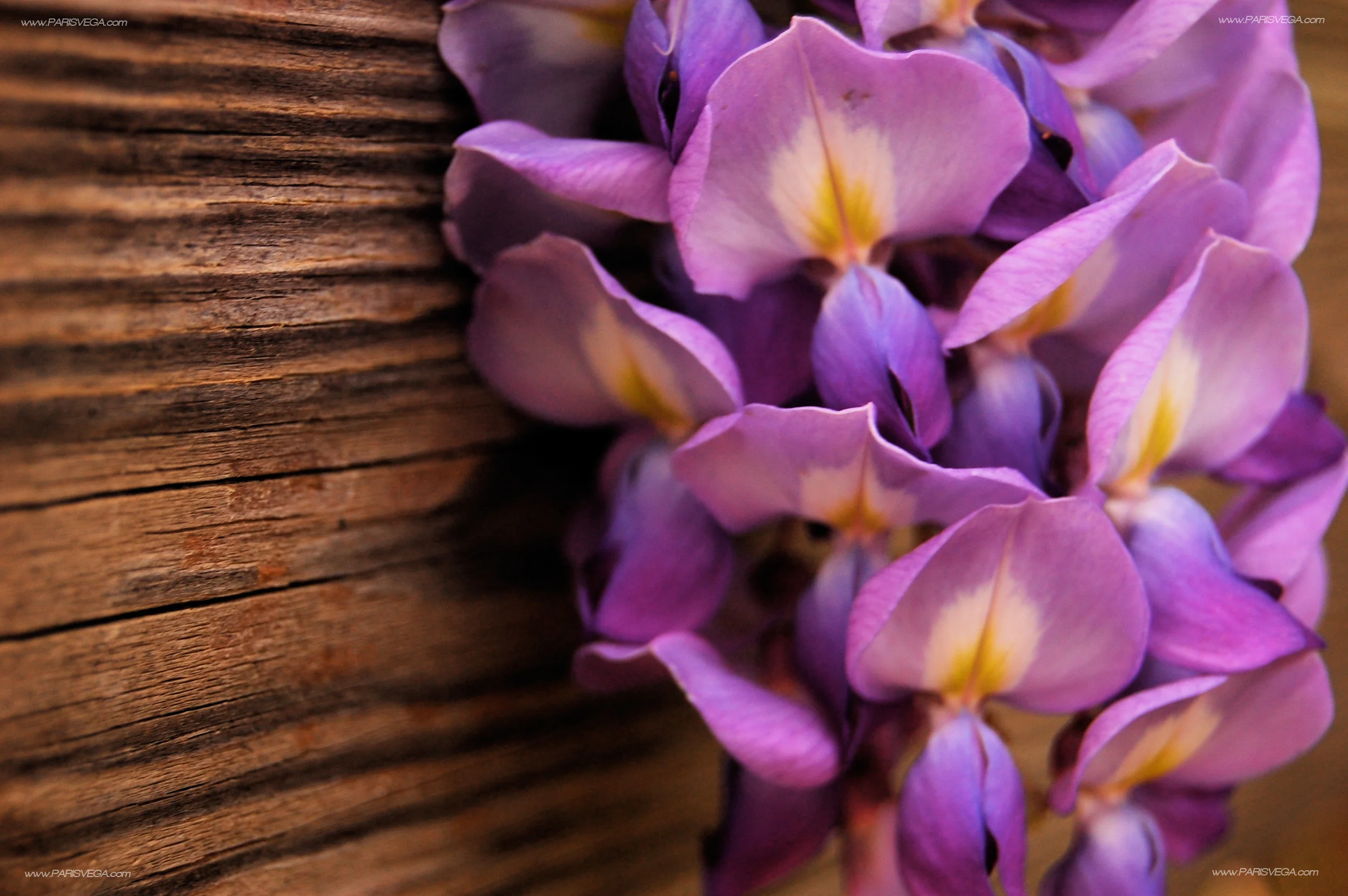 free-desktop-wallpaper-background-wisteria-wood.jpg