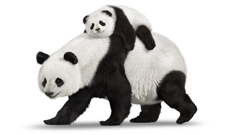Panda_BK_FtHrz_Panda_on_Back_tm_0.jpg