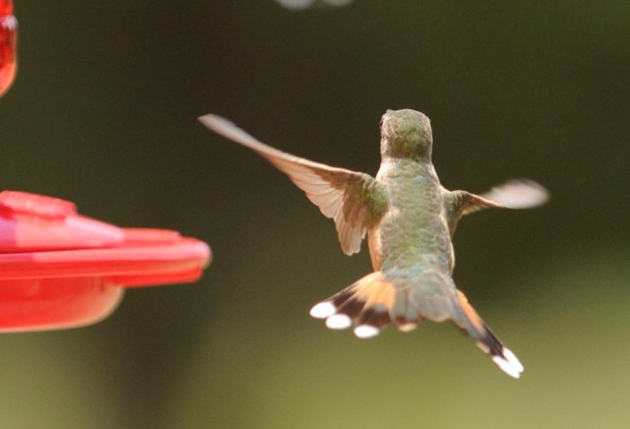 hummingbirdcropped.jpg
