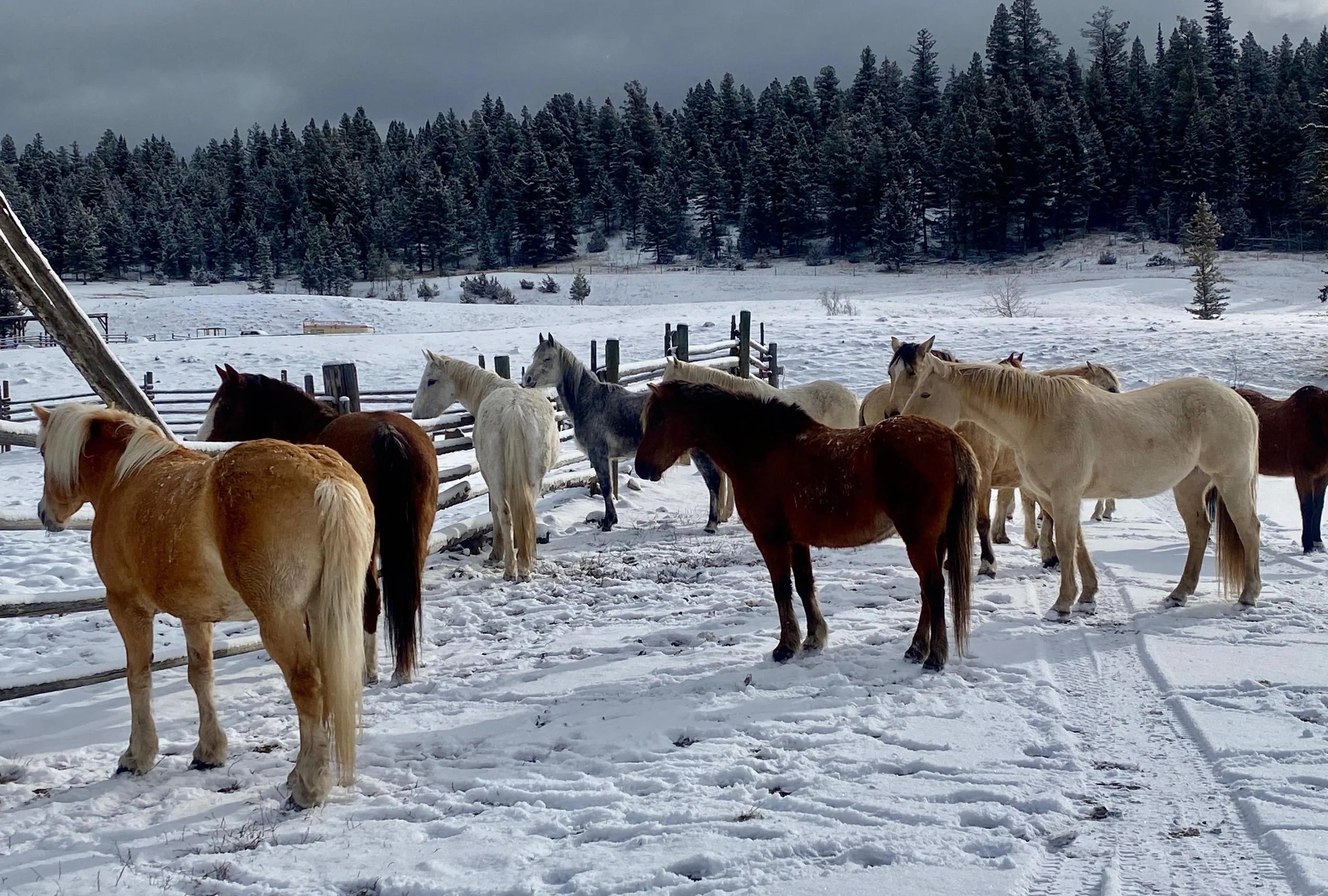 Big Bar Guest Ranch Horse Herd - Winter.JPG