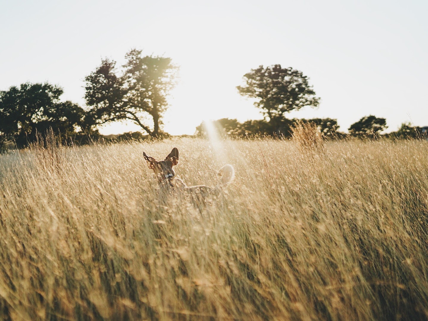 hank in the tall grass