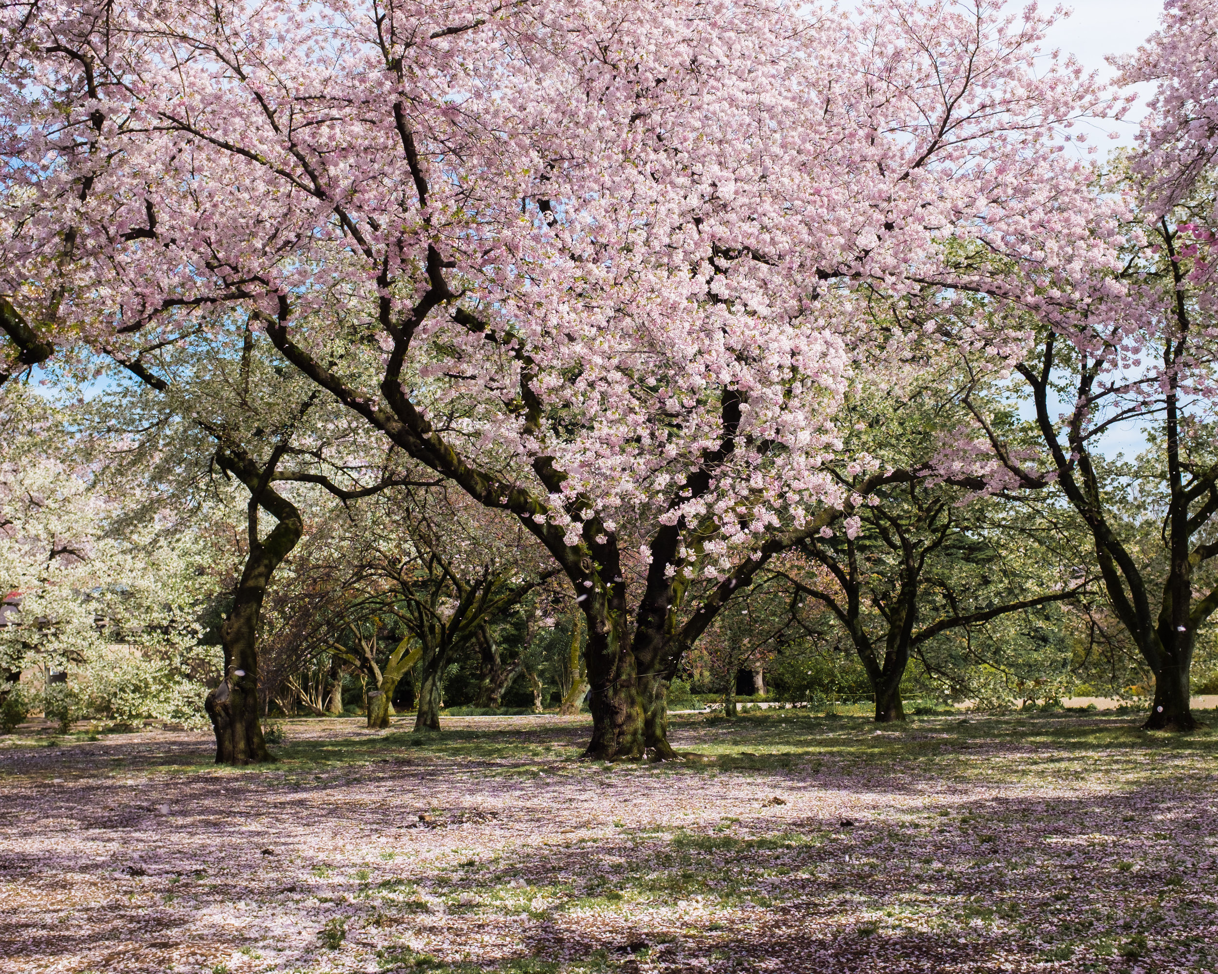 Shinjuku Gyoen in Tokyo