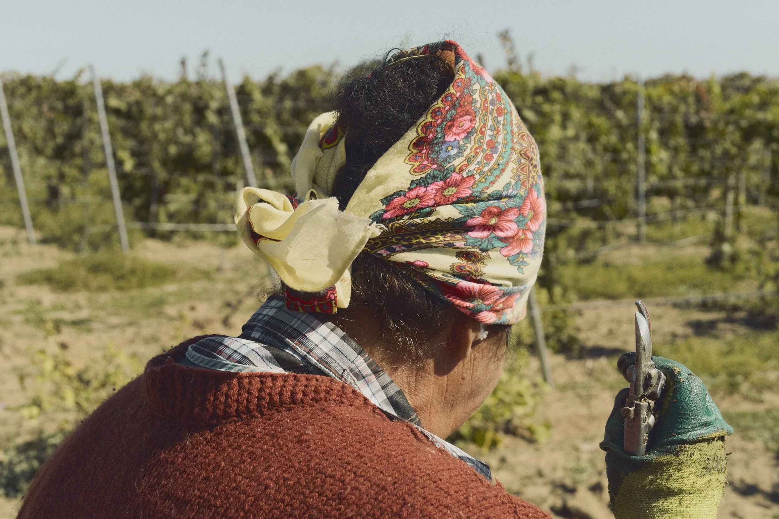 Wine Against All Odds