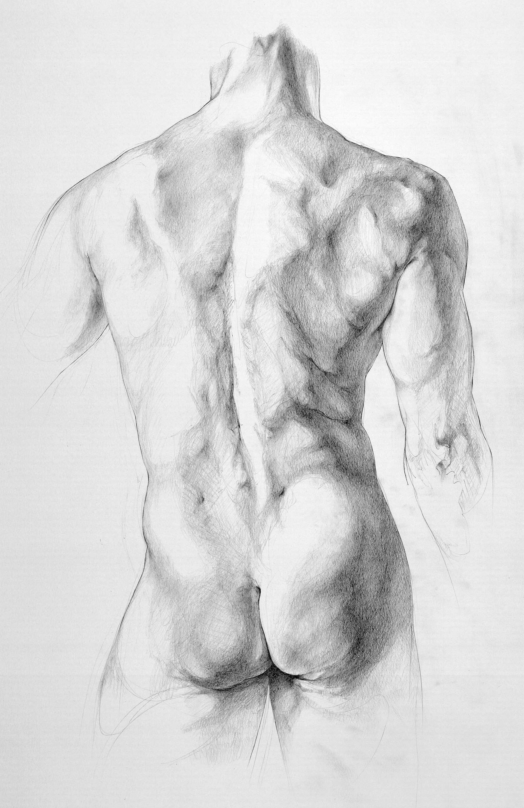 Torso