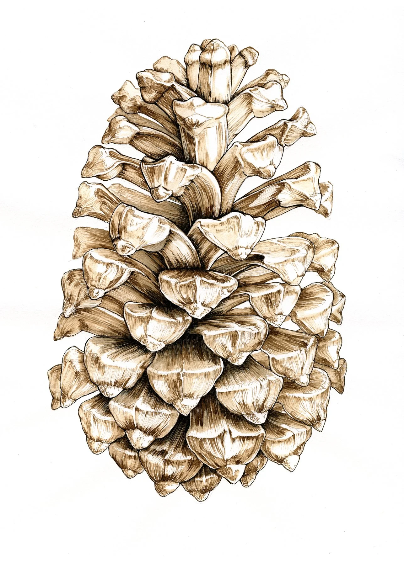 Pine Cone
