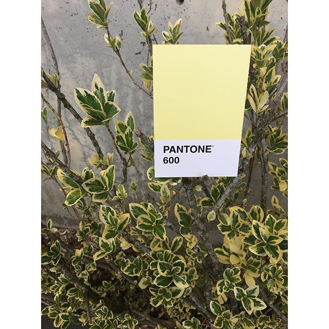 Parking garage pops of color 💛💛💛
.
.
.
#OlyPantones #Pantone #Colors 
#PantoneColors #PantoneGram #ColorInspiration #Olympia #Yellow #Downtown #Bright #Design #IHaveThisThingWithColor #GraphicDesigner #ThurstonTalk