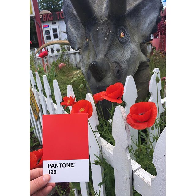 Poppies, Triceratops, and #BigToms oh my?! 🧐
.
.
.
#OlyPantones #Pantone #Colors 
#PantoneColors #PantoneGram #ColorInspiration #Olympia #Red #Eagans #PugetSound #Downtown #Bright #Design #IHaveThisThingWithColor #GraphicDesigner #ThurstonTalk