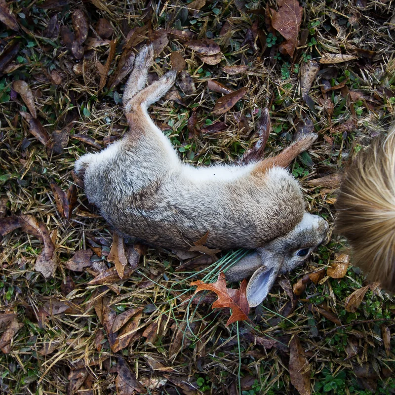 What Remains, 2015.