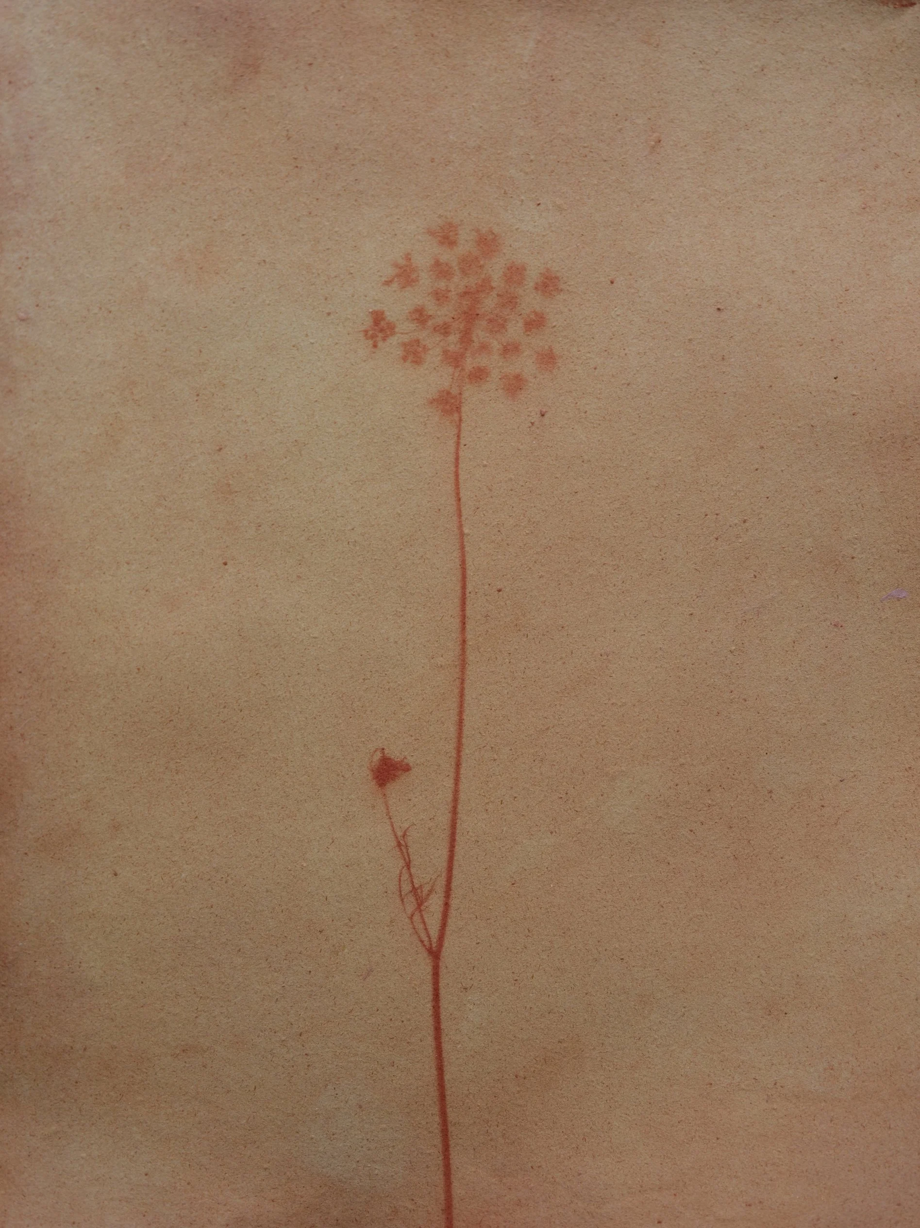 Queen Ann’s Lace , Anthotype Print on Handmade Paper, 11”x14”.