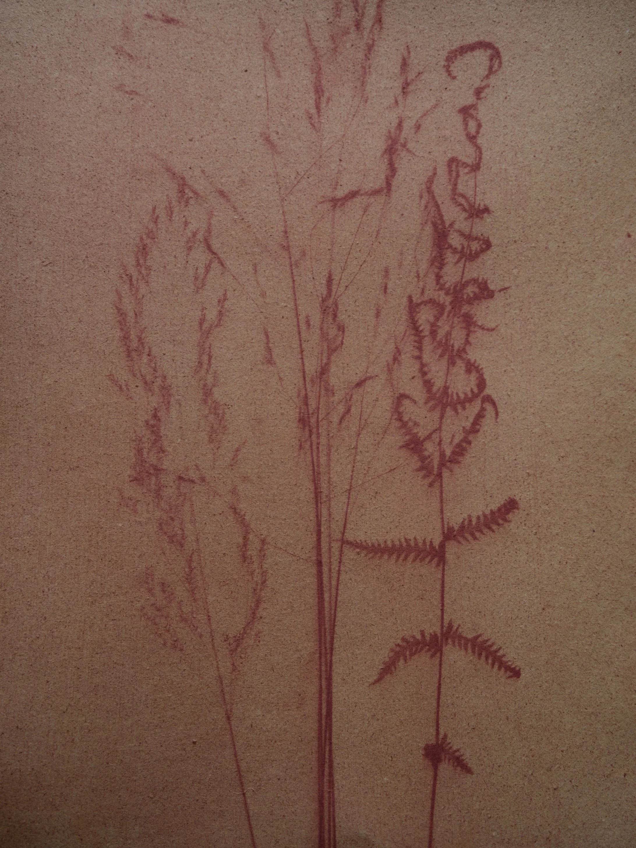 Assorted summer grasses , Anthotype Print on Handmade Paper, 11”x14”.