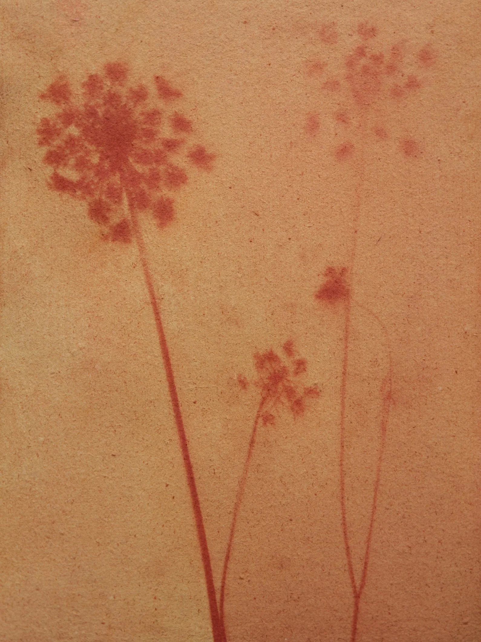 Wild Parsnip , early summer , Anthotype Print on Handmade Paper, 11”x14”.