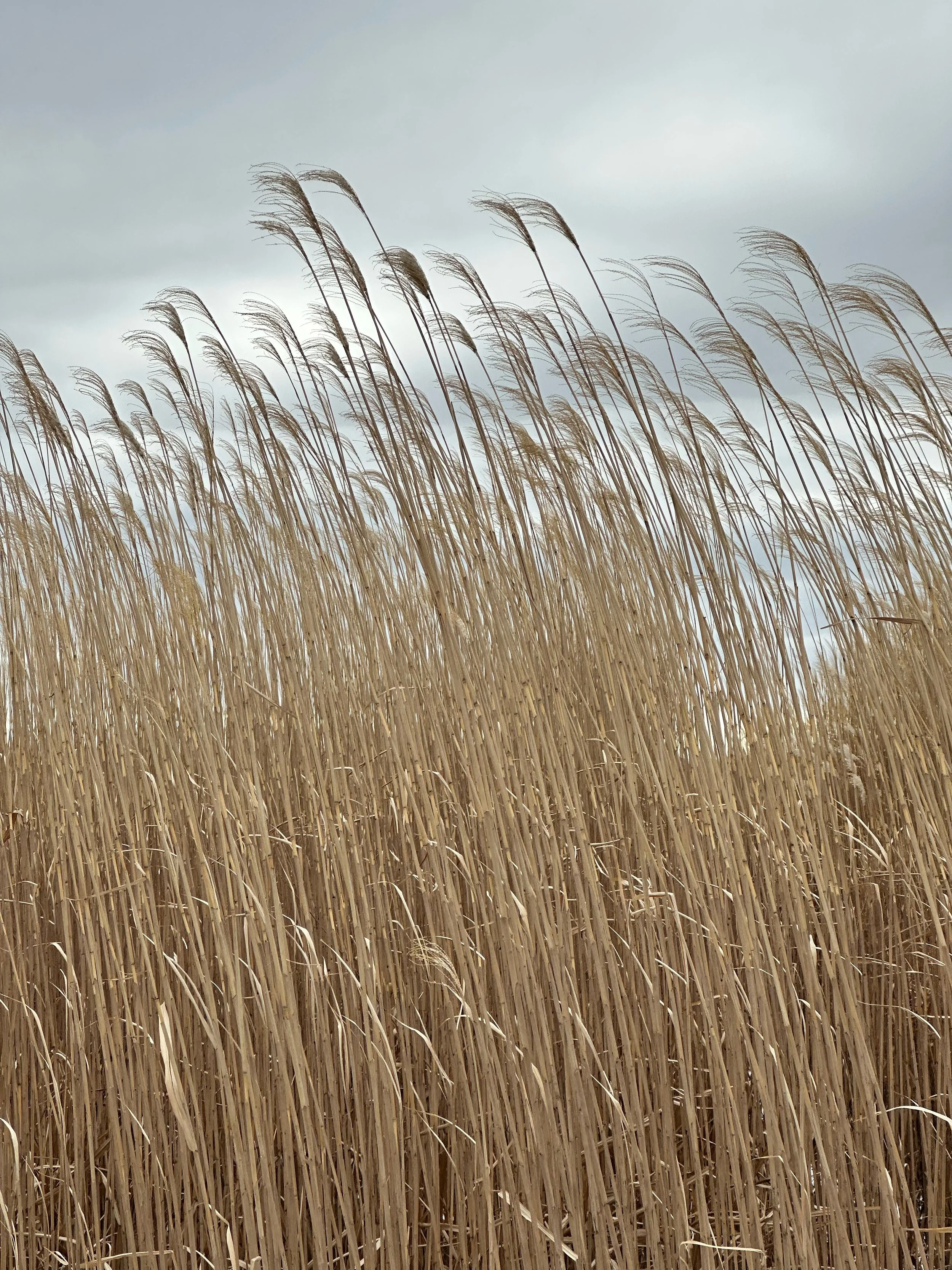 Ocean of Grasses  seeks to re-encounter the Midwestern prairie not as a resource to be consumed, but as a living archive of resilience and reciprocity.  Through lumen prints on expired silver gelatin paper, anthotypes made with organic extracts of