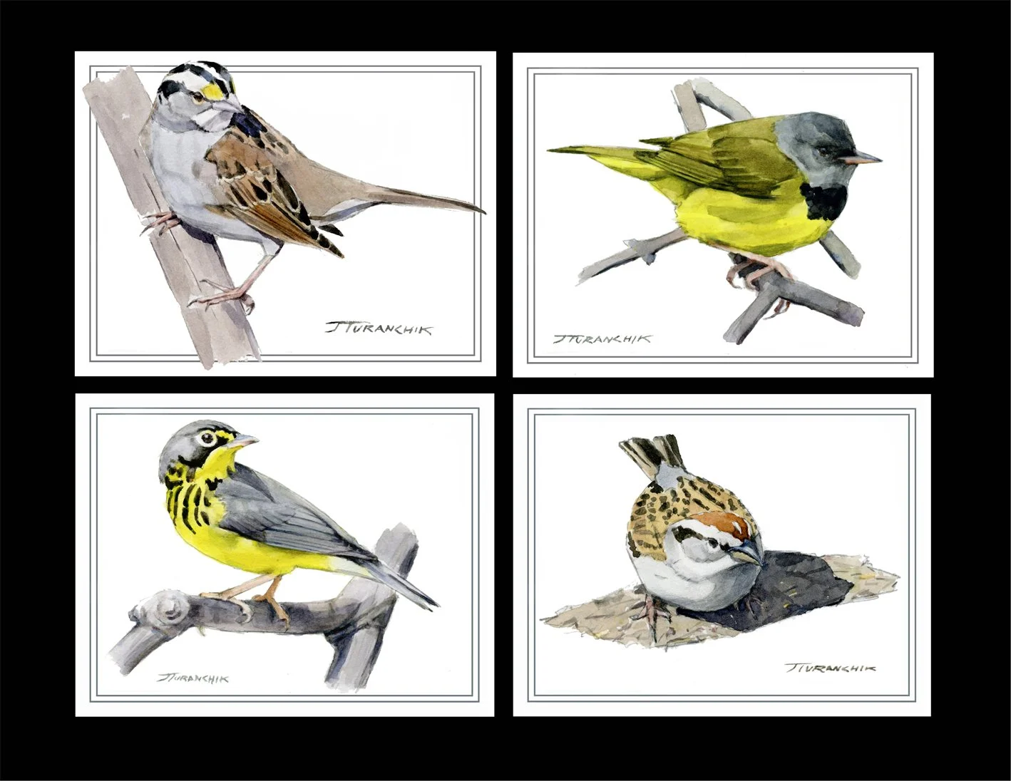 Sparrows and Warbler Series reduced.jpg