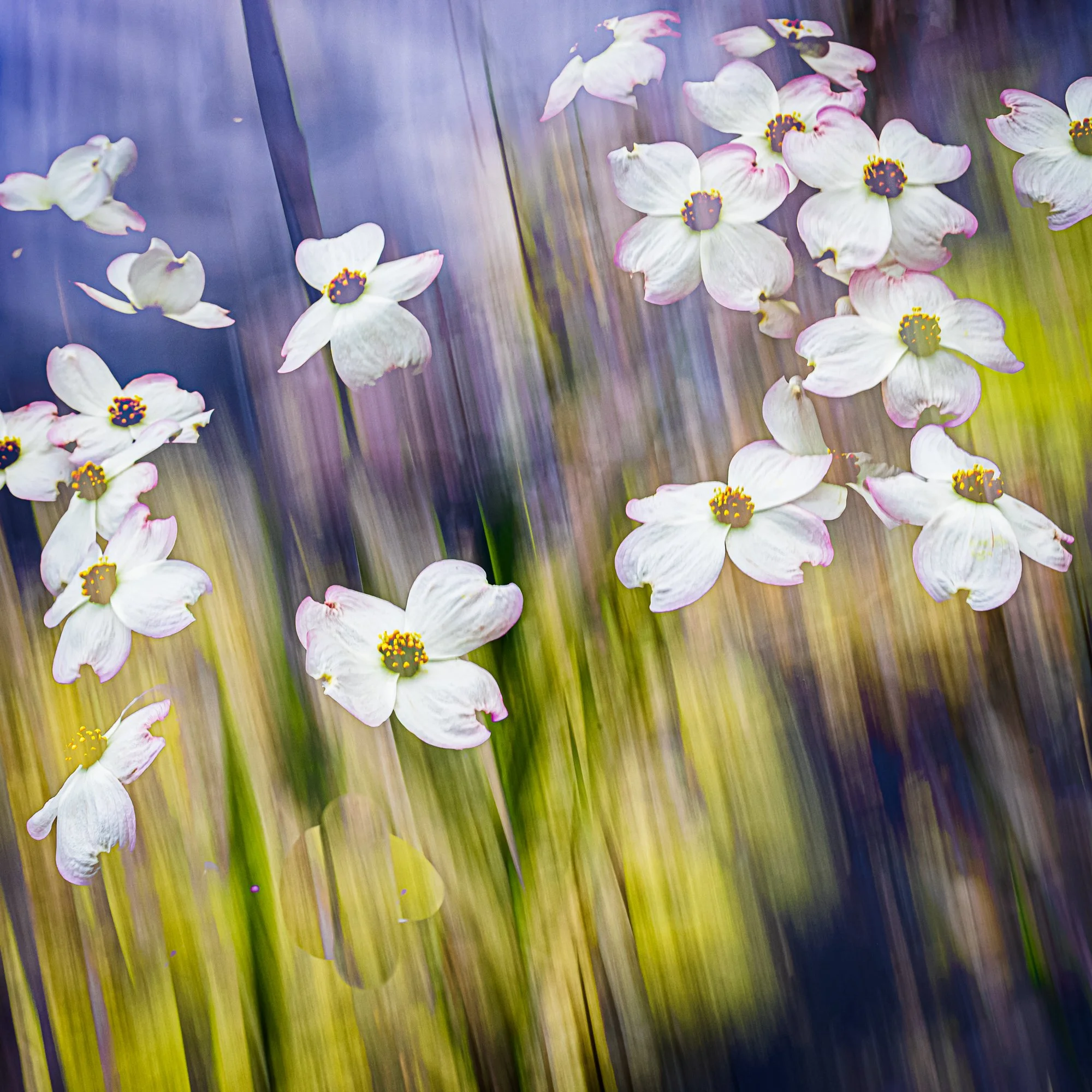 Dogwood Symphony