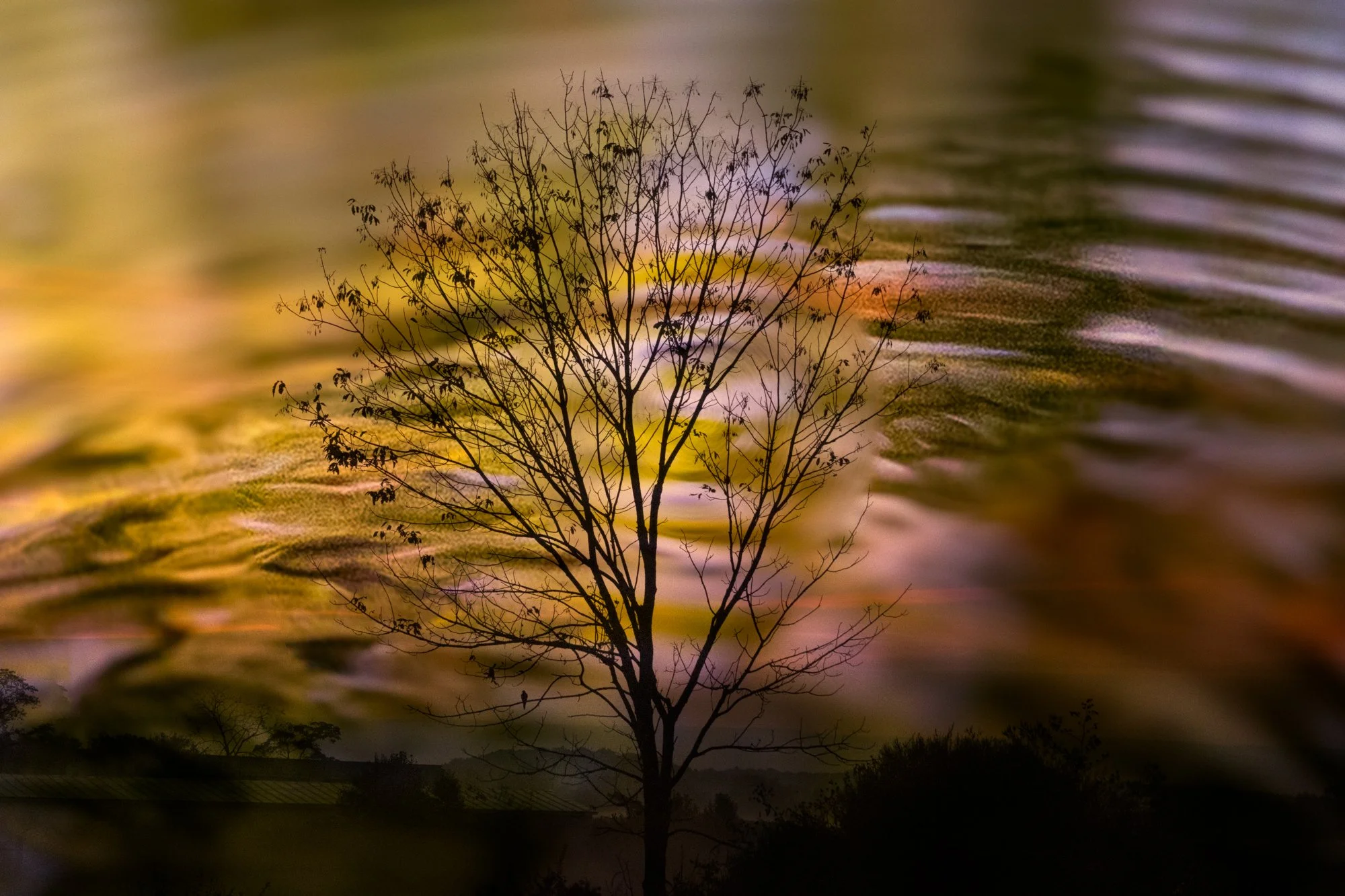 Rooted in Liquid Radiance