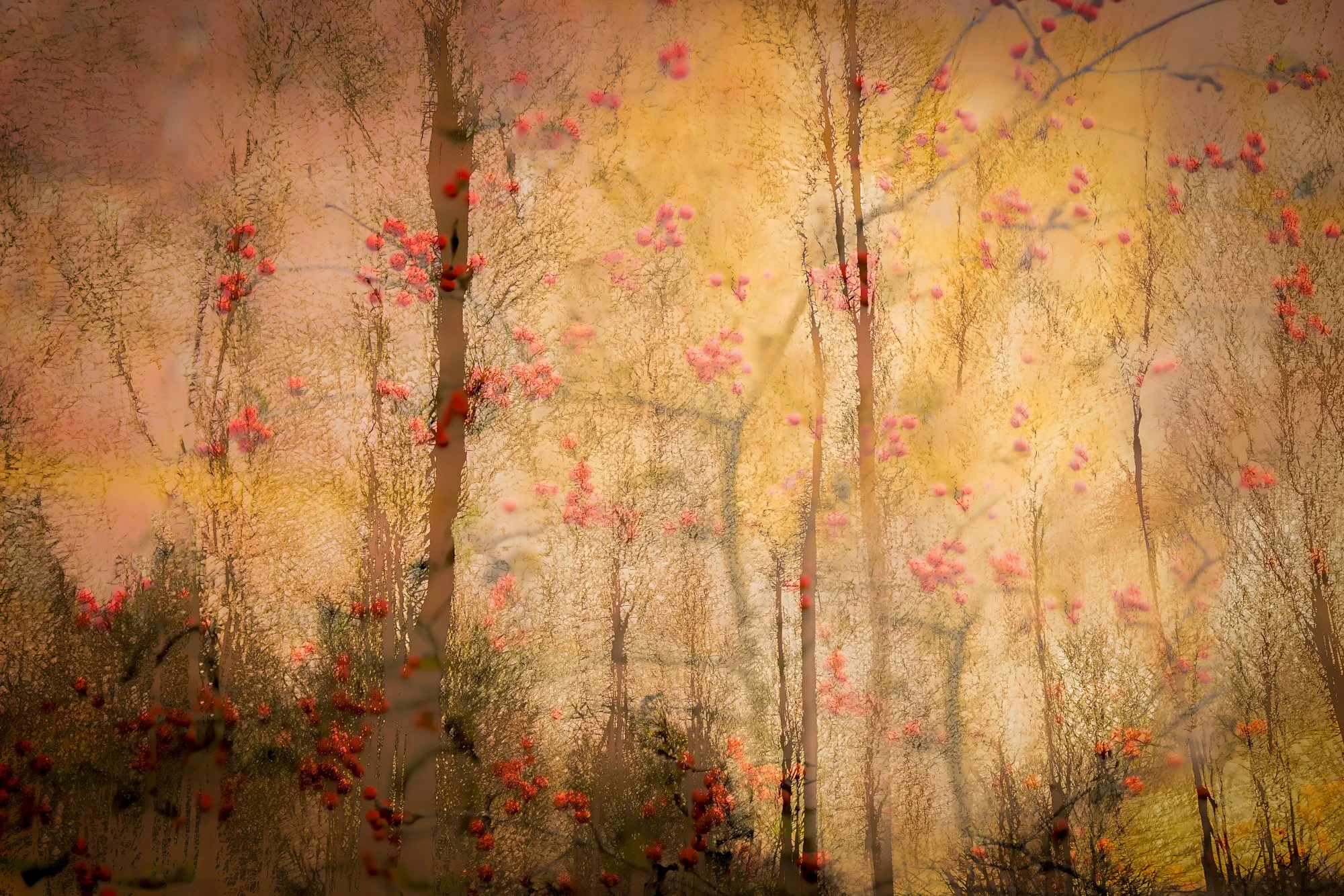 Soft Stillness