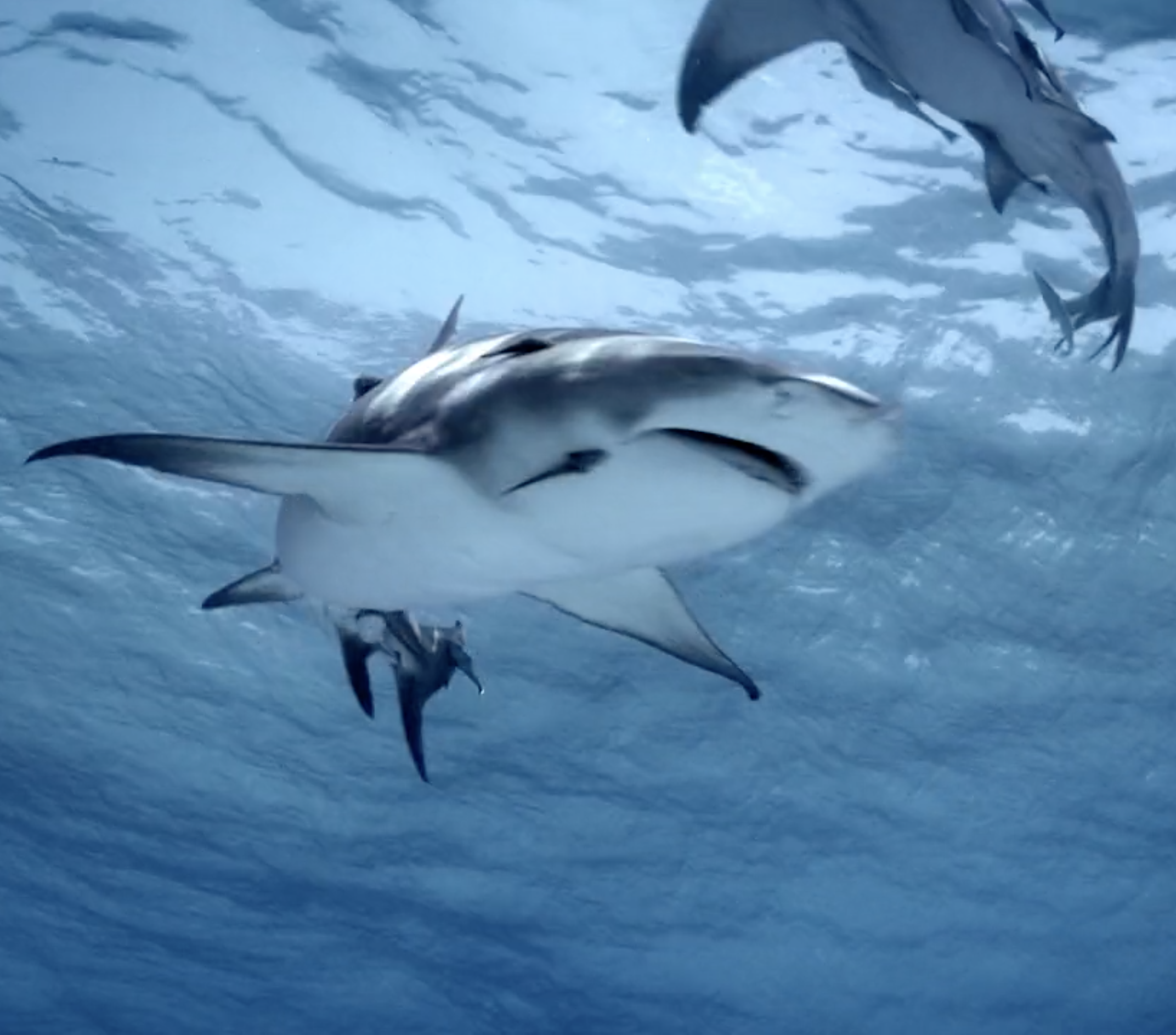 Shark.png
