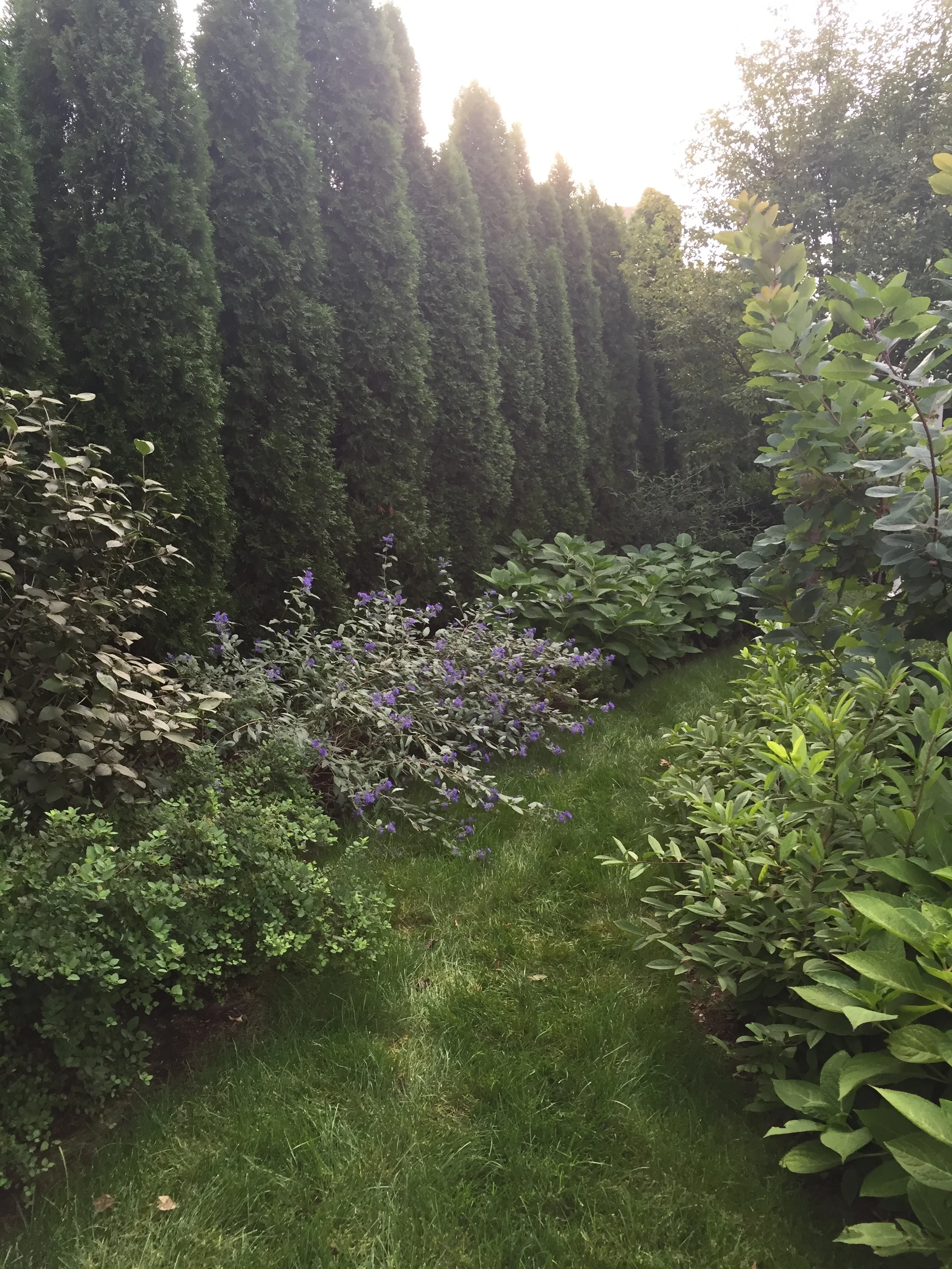 rosaliasanni.com-artistsgarden 10.jpg