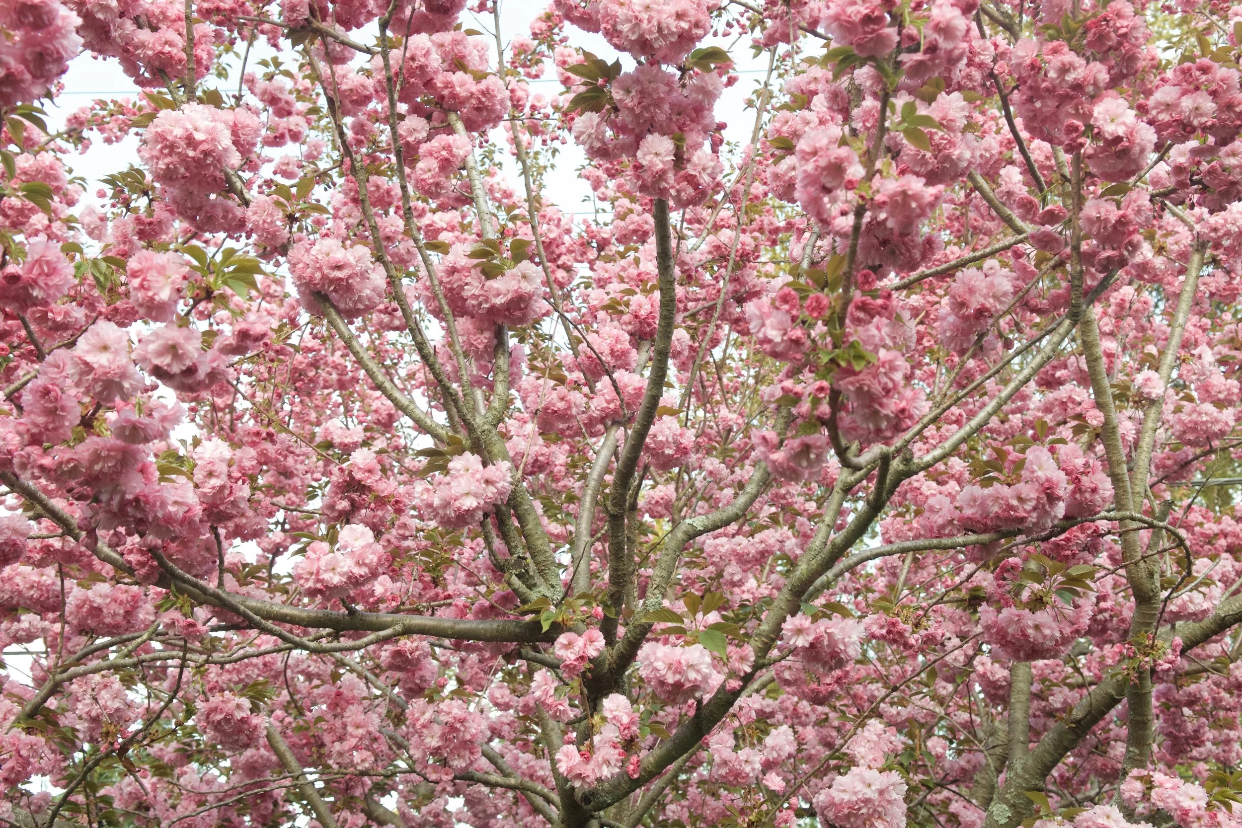 Cherry Blossoms. Photo by John Ferris Robben.