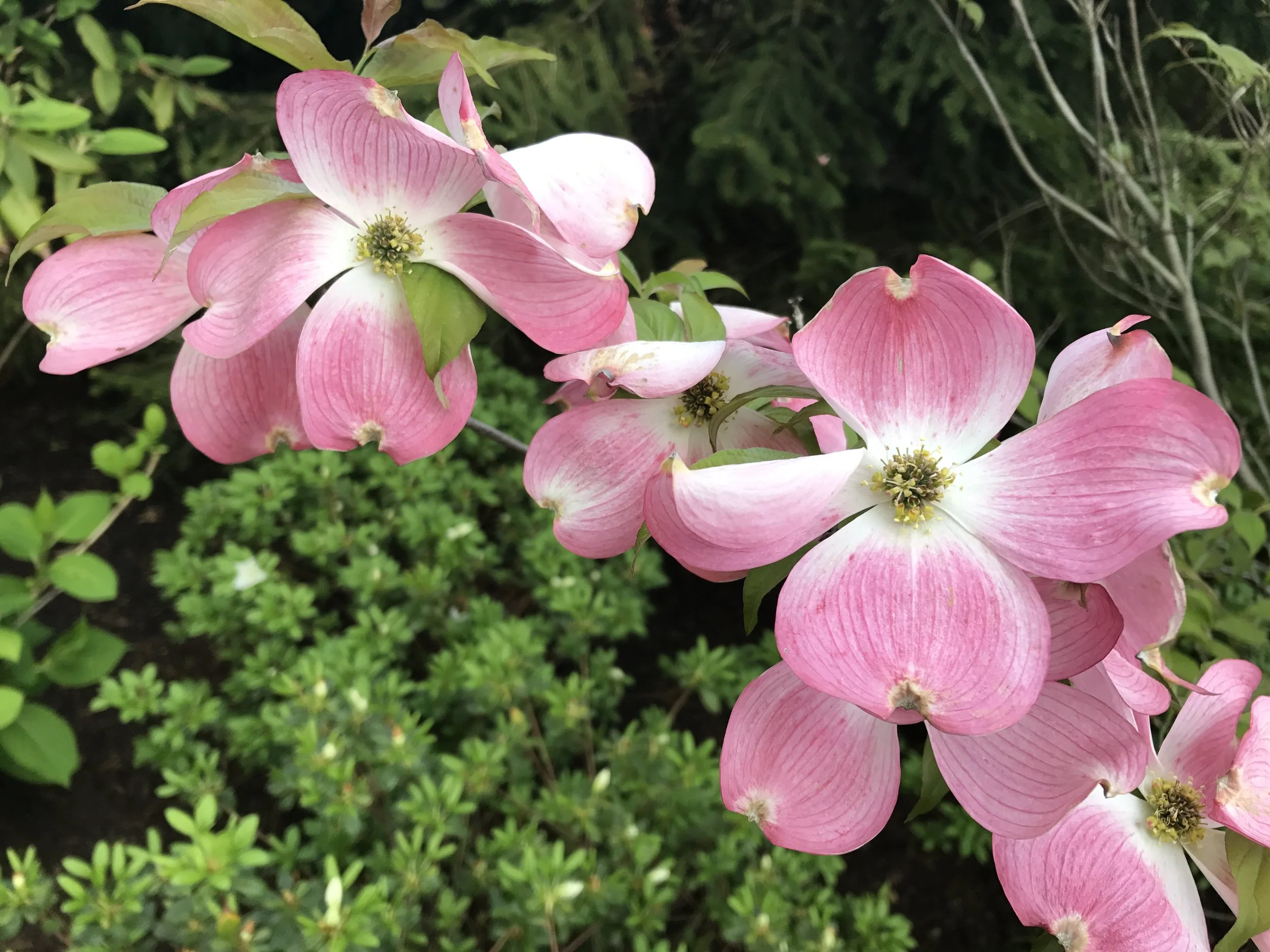 Pink Dogwood flower
