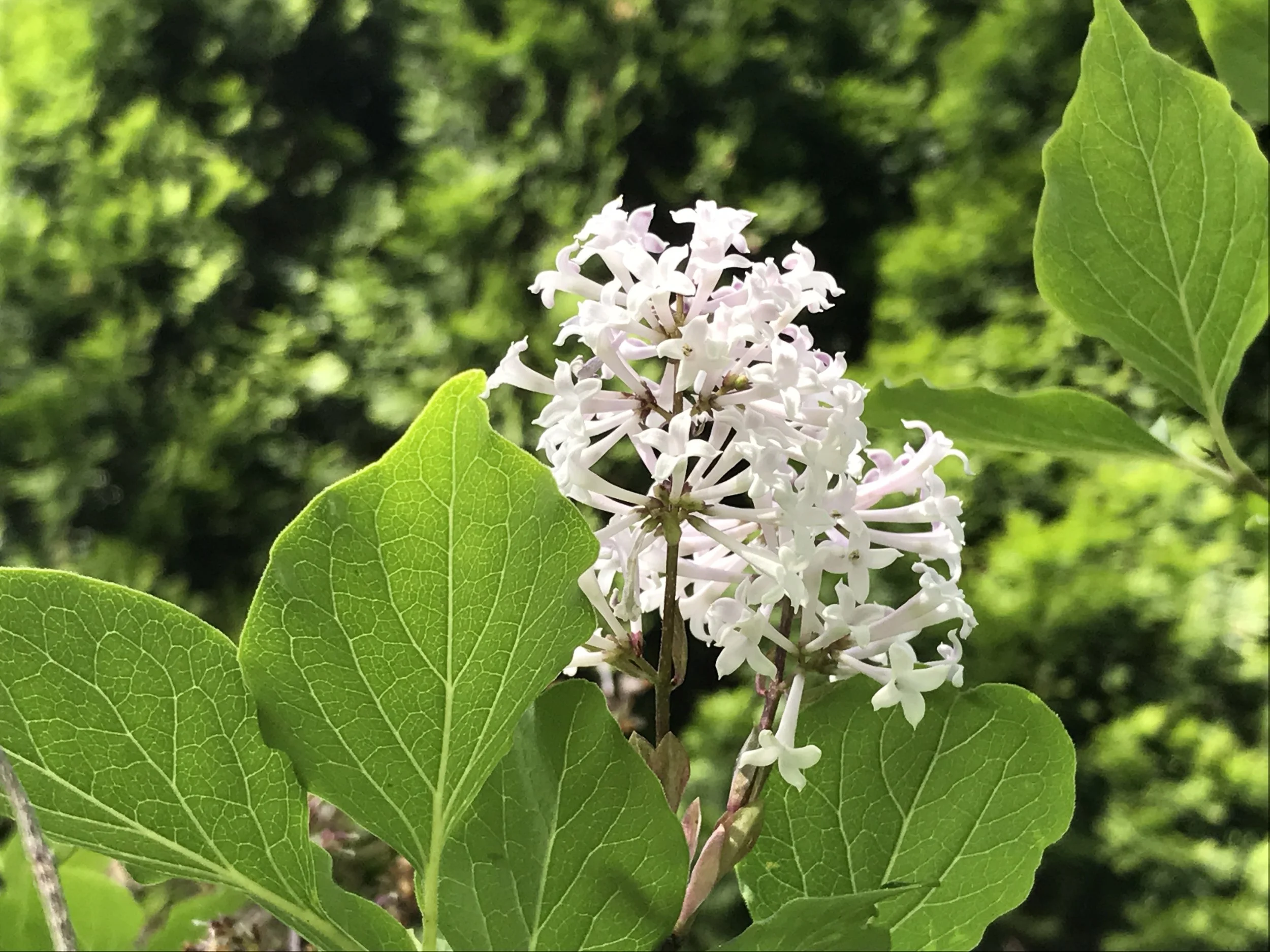 Fragrant Lilac