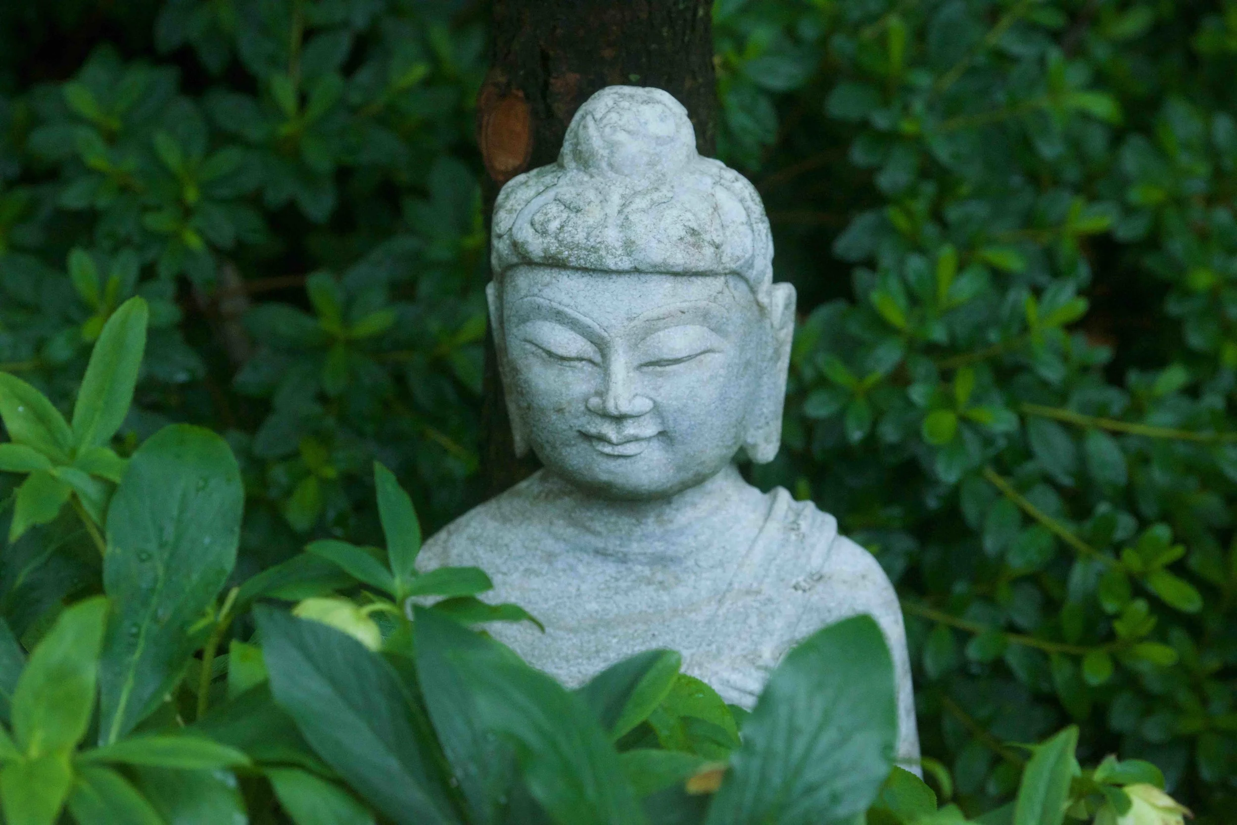 Small Buddha hiding in the Hellebores