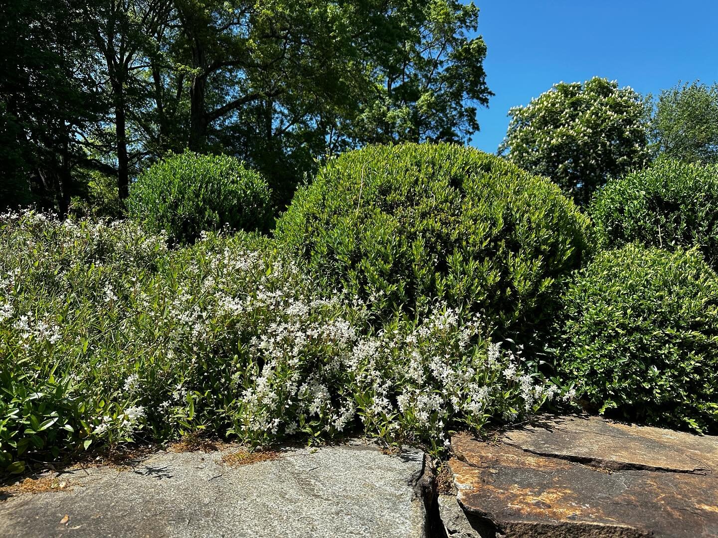 Spring is for flowers. Rock planting with mixed shrubs. 

@plantscapesct