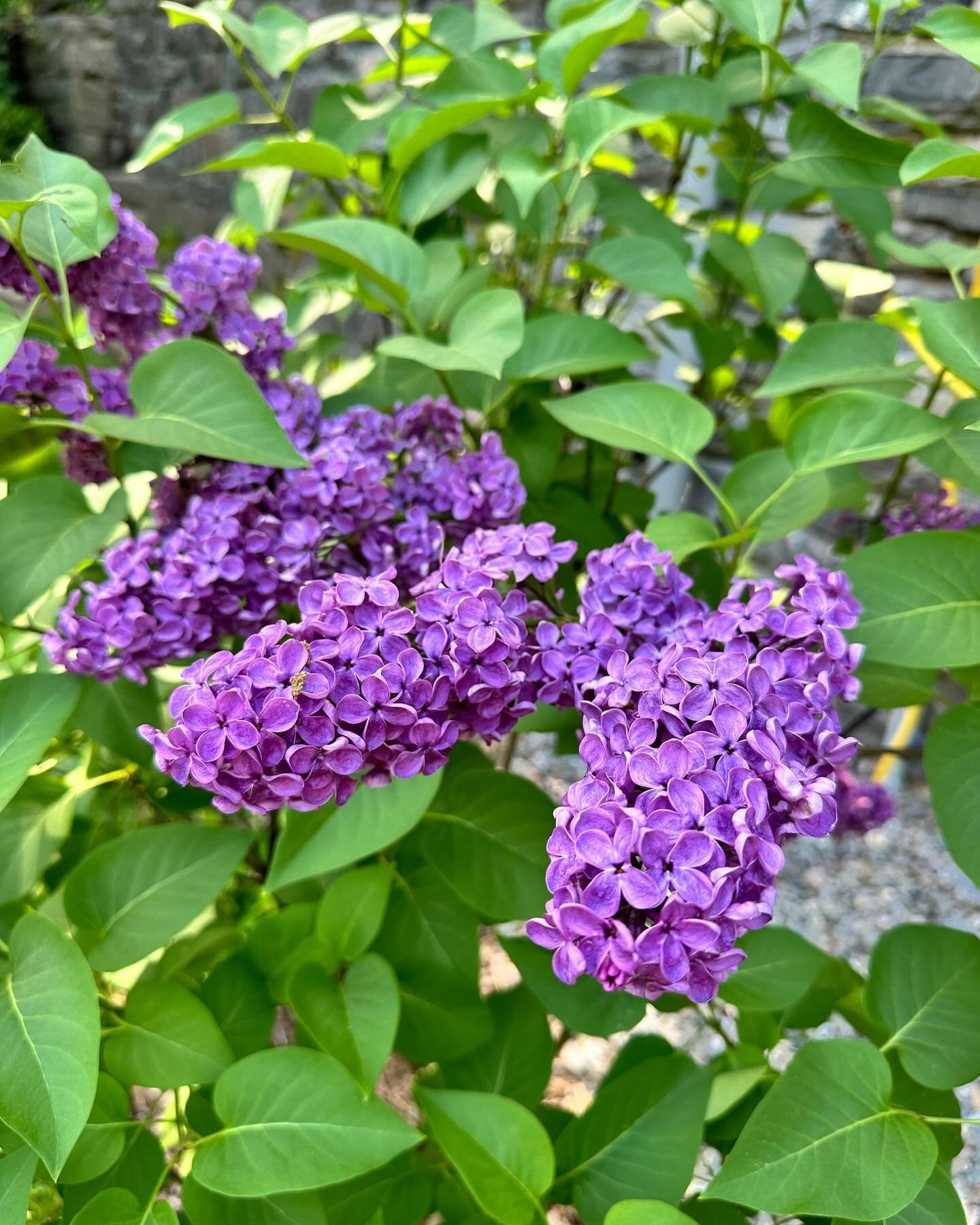 The season of lilacs... if only the fragrance could be shared through a post.  Happy Mother&rsquo;s Day.