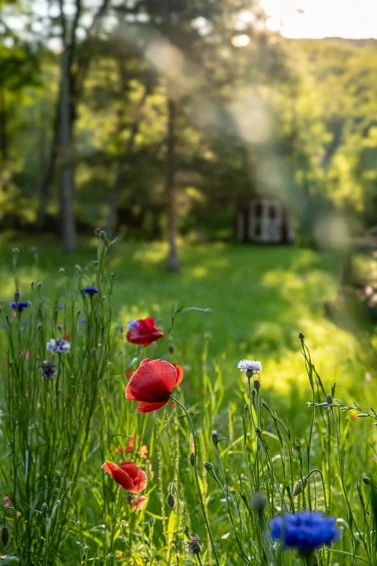 Wildflower Meadow ©Rosalia Sanni Design