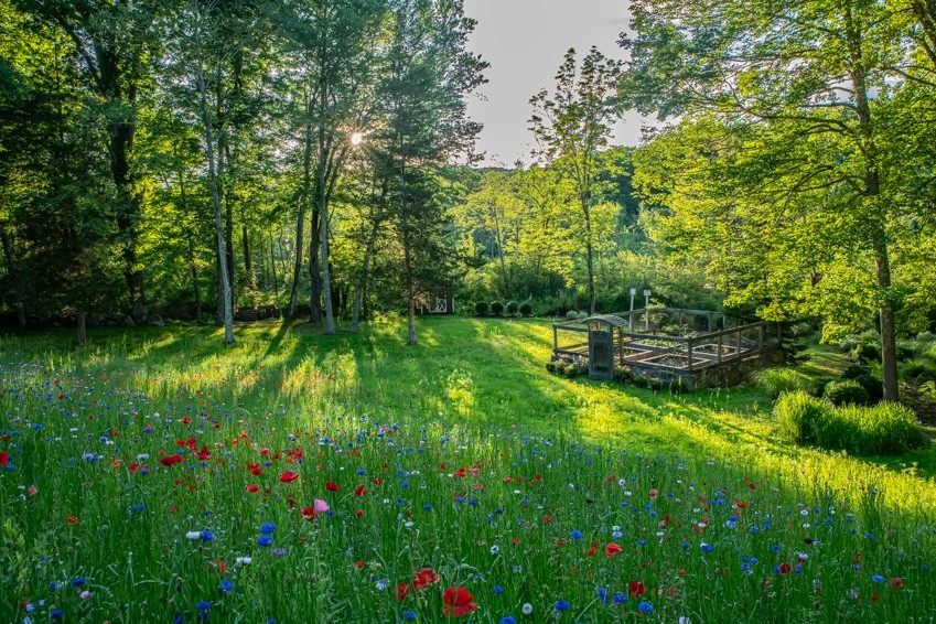 Wildflower Meadow ©Rosalia Sanni Design