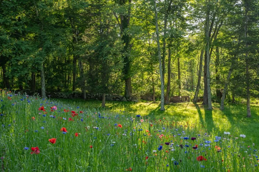 Wildflower Meadow ©Rosalia Sanni Design