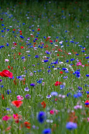 Wildflower Meadow ©Rosalia Sanni Design