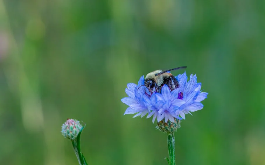 Wildflower Meadow ©Rosalia Sanni Design