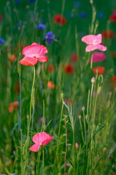 Wildflower Meadow ©Rosalia Sanni Design