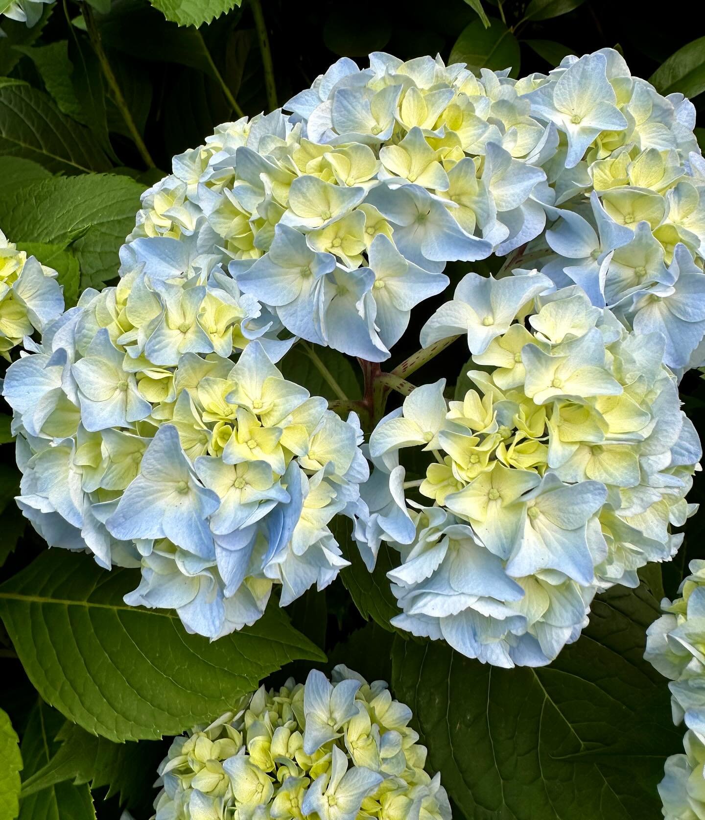 That special time of year 

 #landscape #gardenlife  #gardeninspiration #landscapephotography #landscapedesign  #landscapedesigner #landscapelovers #gardenlove #gardenphotography #outdoorliving #garden #hydrangea