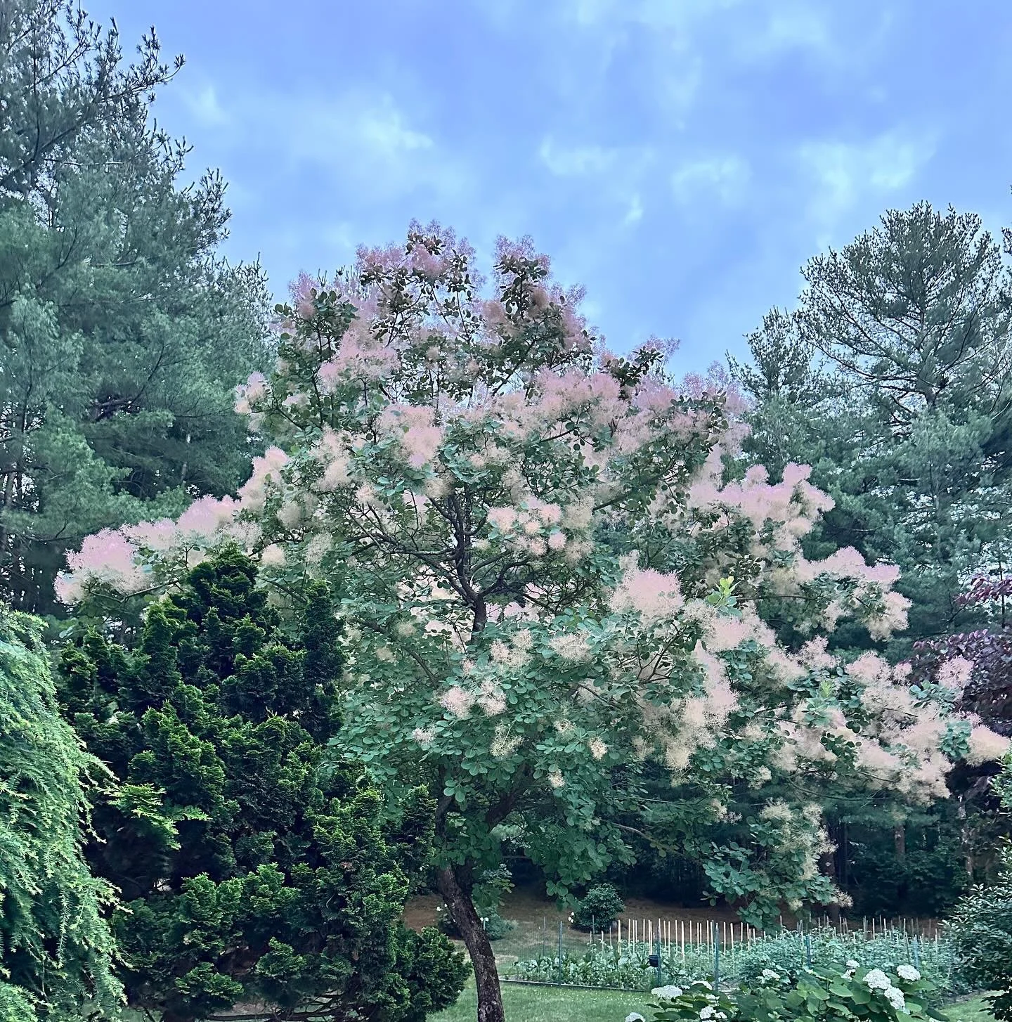 My parents have an amazing smoke bush tree. I think about it often. It&rsquo;s at its peak right now. They trained it this way, and for years I&rsquo;ve been trying to specify something like it for clients, with no luck finding a tree form in the tra