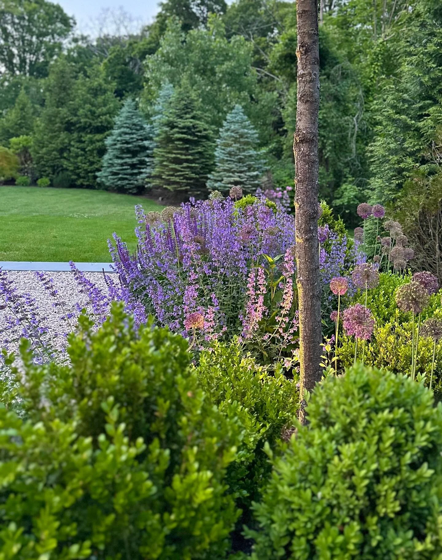 Evening light settling over layers of green and lavender&mdash;dimensional textures, soft movement, and a cool evergreen backdrop that builds depth and serenity into the garden.

Team credits @mrs.rustici @tcbuildersgc @bellantoni_landscape 

Photo @