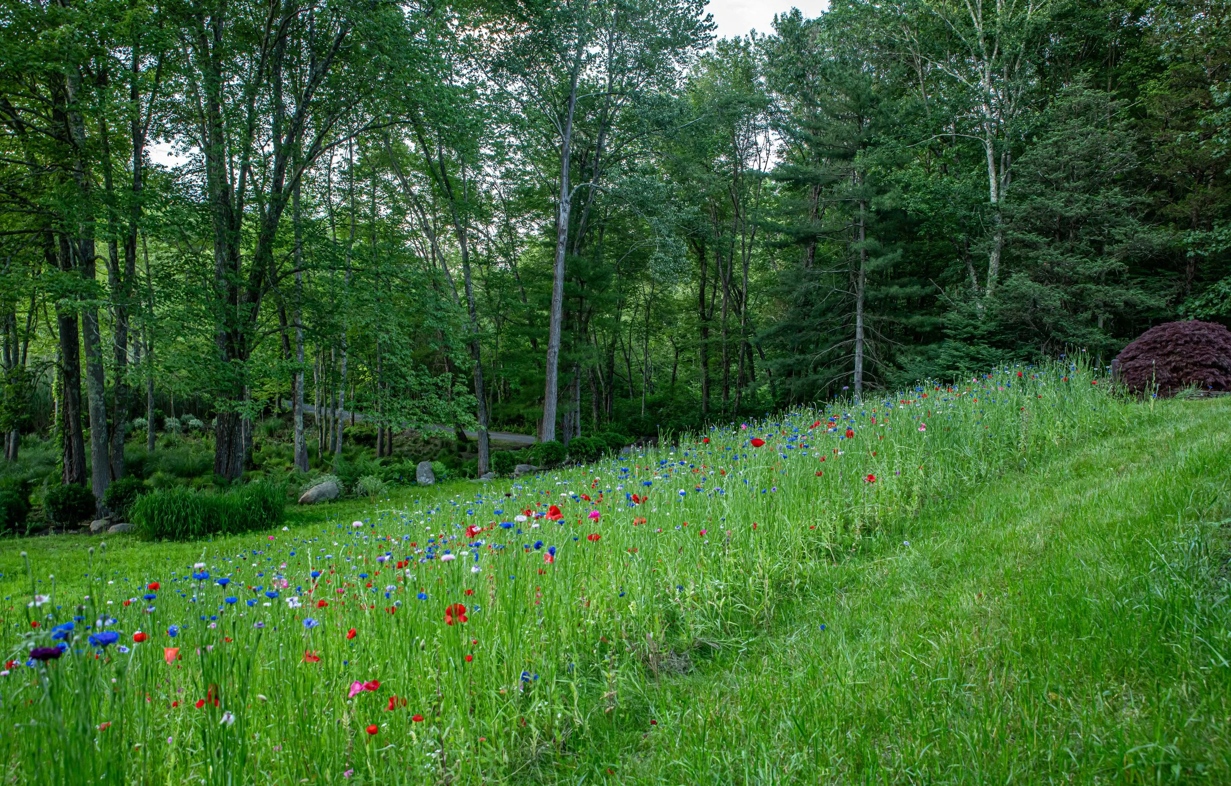 rosaliasanni.com+6 wildflower meadow.JPG