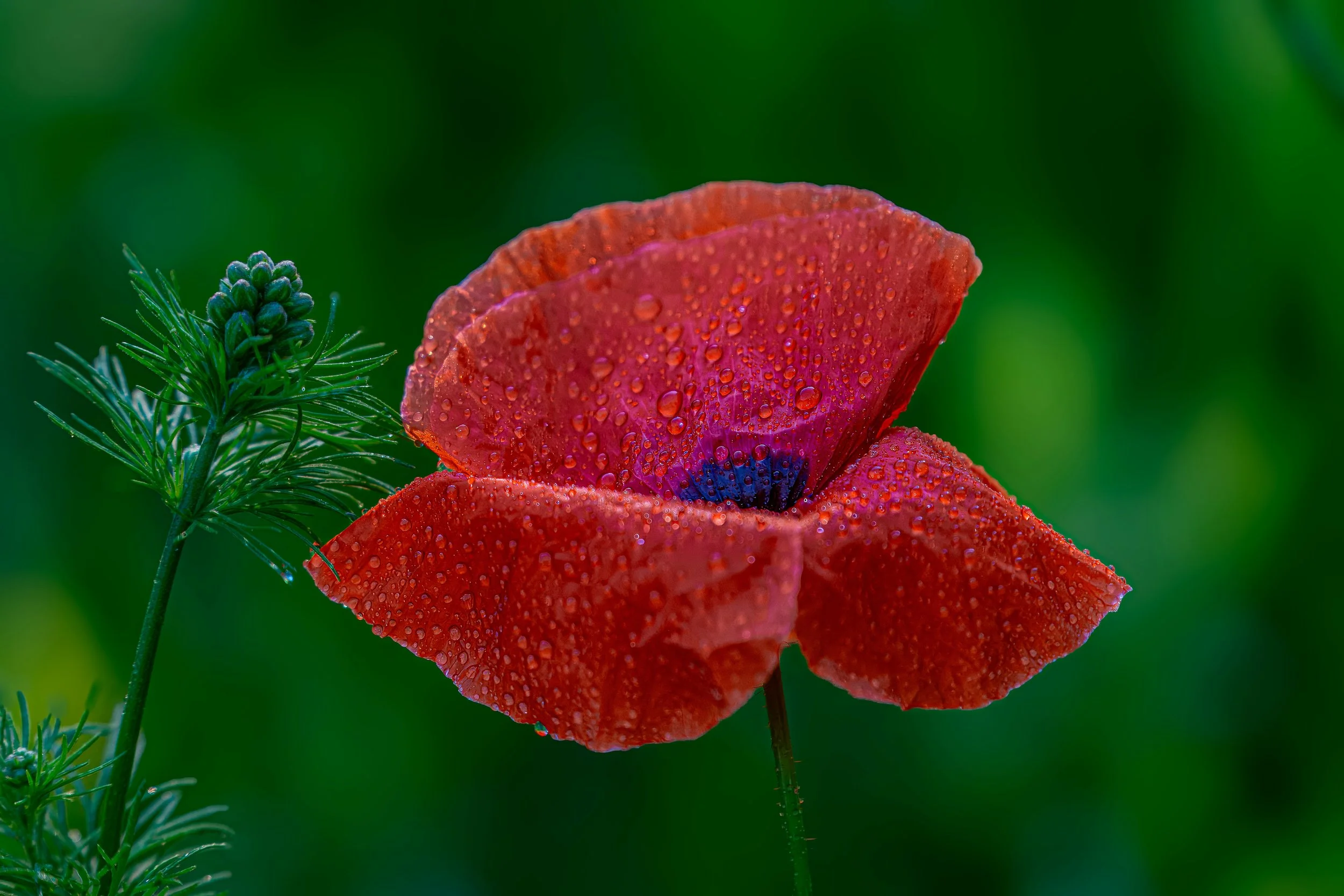 rosaliasanni.com+7 wildflower meadow.JPG