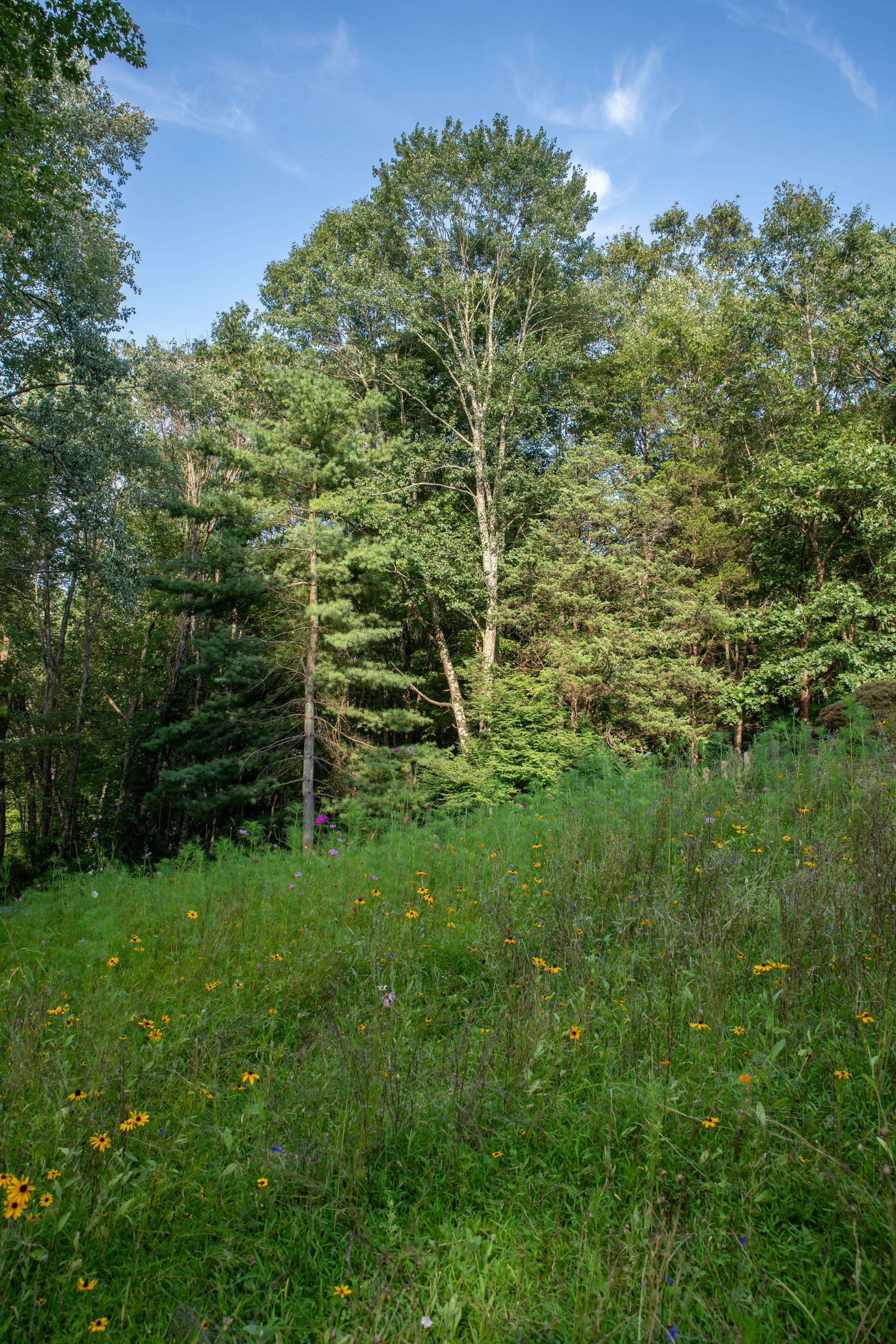 rosaliasanni.com+10 wildflower meadow.JPG