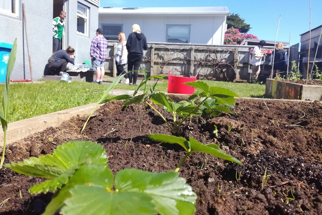 Strawberriess planted at Starfish Project