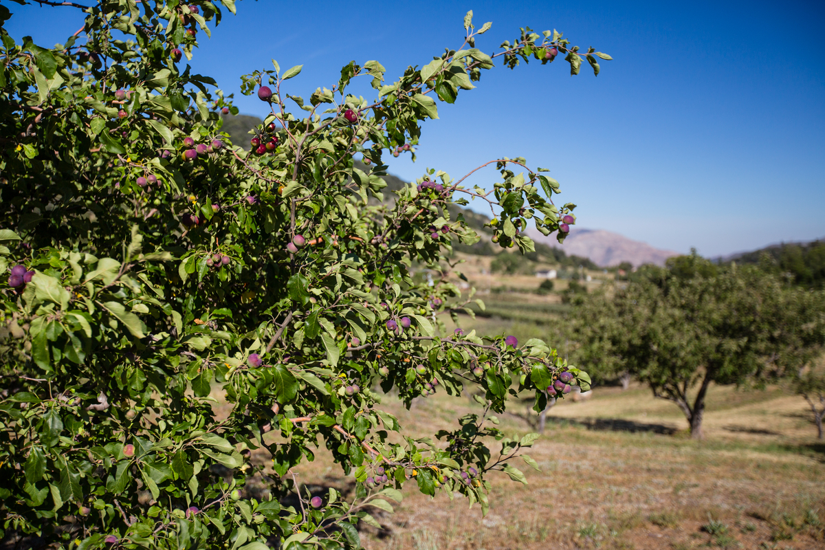 150618_volcan mountain_074.jpg