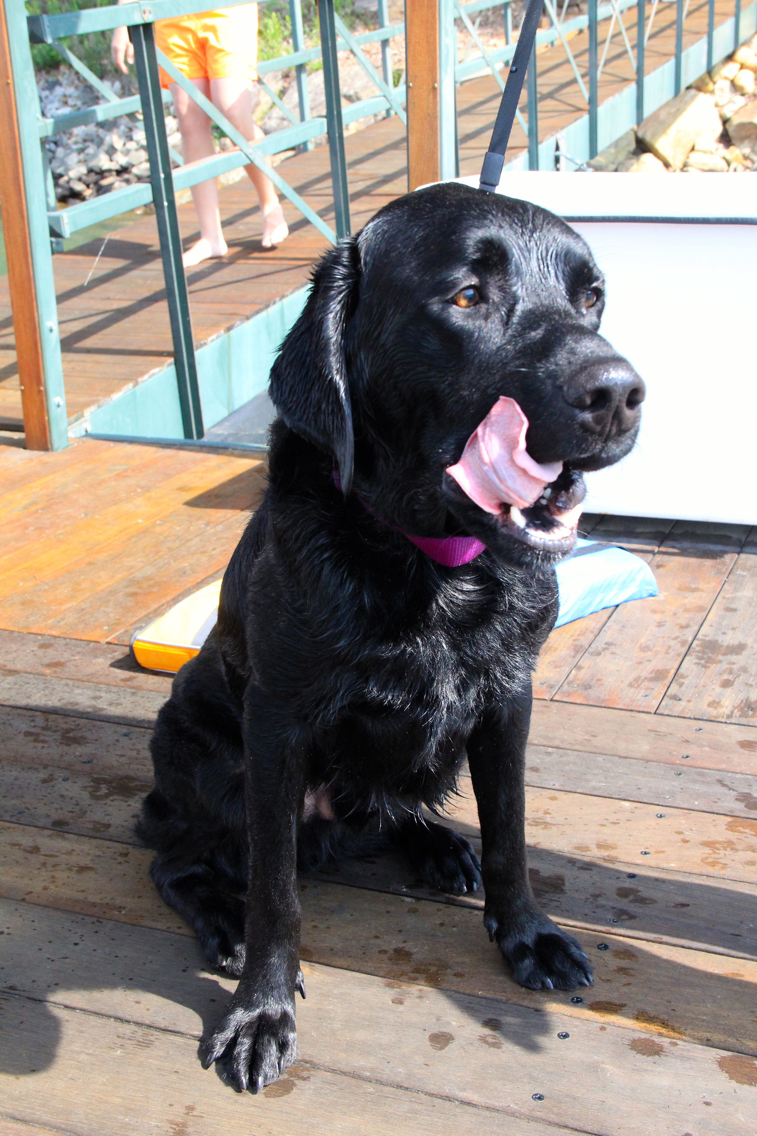 "Every once in awhile a dog enters your life and changes everything."