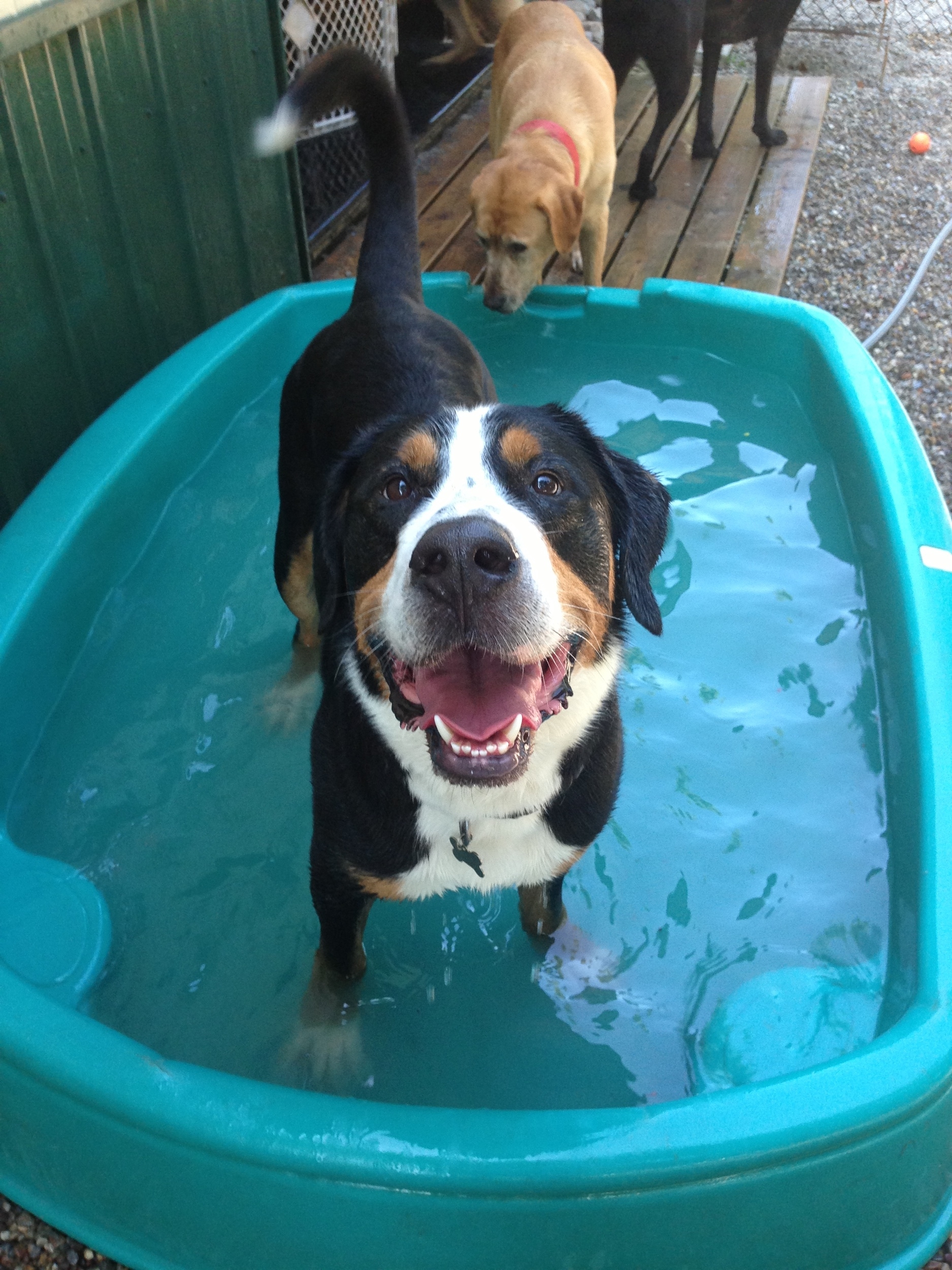 Swimming Buddies